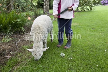 Young girl takes her pet lamb for a walk around the garden on a leash
