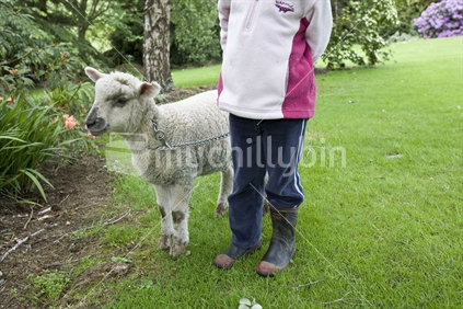 A young girl takes her pet lamb for a walk around the garden on a leash