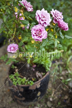 Dusky pink roses growing in an old tin pot