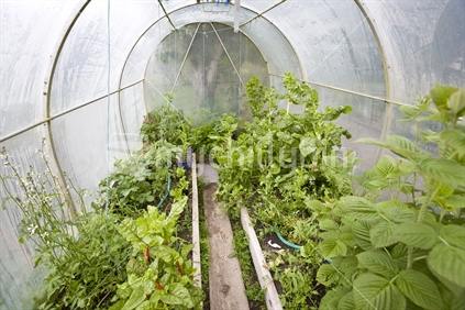 Inside a plastic hothouse garden
