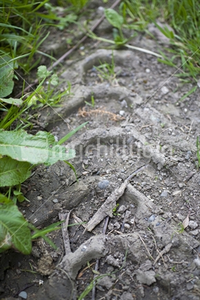 Tire imprints in muddy ground