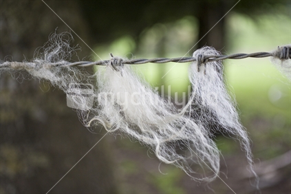Sheep wool caught on barbed wire fence
