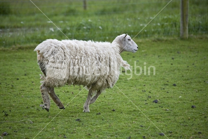 A scruffy sheep running through a paddock