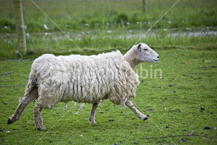 A scruffy sheep running through a paddock