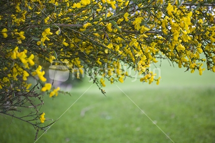 Yellow Broom flowers