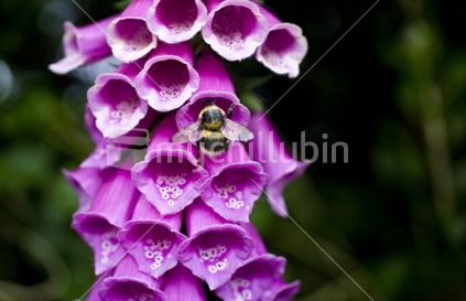A bumblebee collecting pollen from pink foxglove