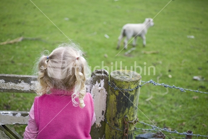 A young blonde girl watching a lamb from behind a fence