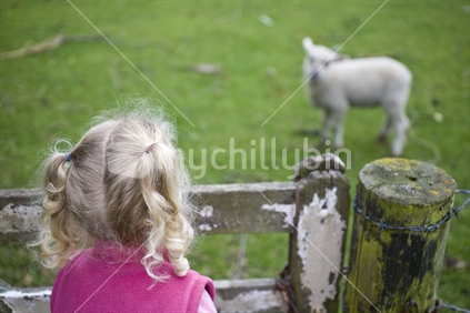 A young blonde girl and her pet lamb watching each other