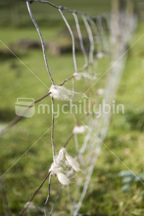 Sheep wool caught in a farm fence