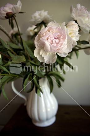 White vase of pale pink paeony roses
