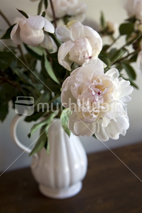 White vase of pale pink paeony roses