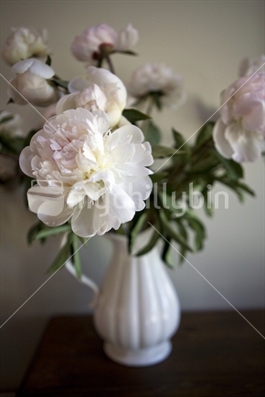 White vase of pale pink peony roses
