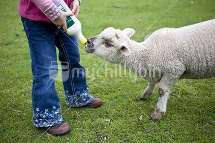 A young girl feeding milk to a pet lamb