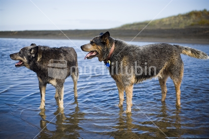 Two blue heeler dogs in the creek at Piha beach