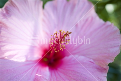 Closeup of a pink hibiscus flower