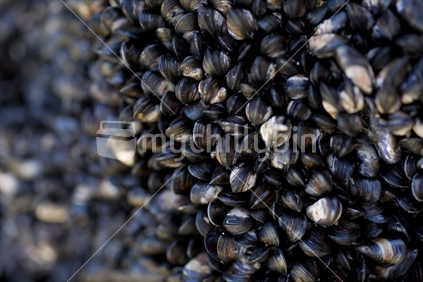 Xenostrobus pulex, small black rock mussel