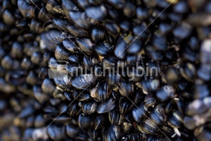 Xenostrobus pulex, small black rock mussel