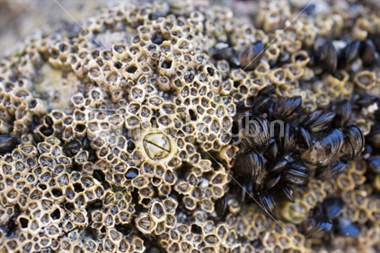Barnacles and mussels in a rock pool