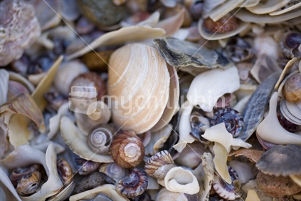 A pile of seashells on the beach