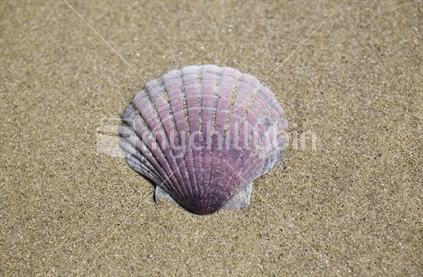 A pink scallop shell on the sand