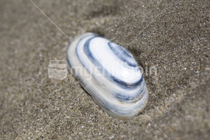 Striped Pipi shell on the sand