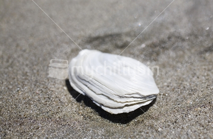 Pipi shell on a sandy beach