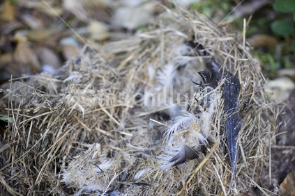 An empty birds nest strewn with feathers