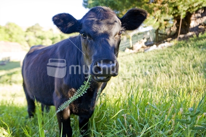 A black cow eating long grass