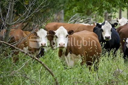 A group of hereford cattle grazing in an overgrown paddock