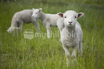 Three lambs grazing 