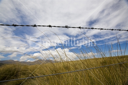 Barbed wire fence around a tussock filled paddock