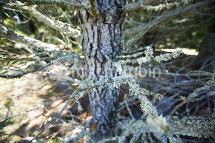 Lichen growing on rough barked pine trees