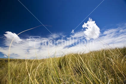 A paddock of golden tussock blowing in the wind with interesting cloud formations