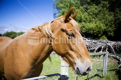 A horse peers over a gate