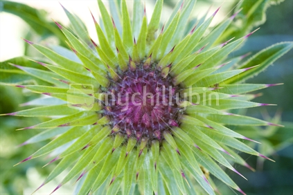 Close up of a thistle not yet in bloom