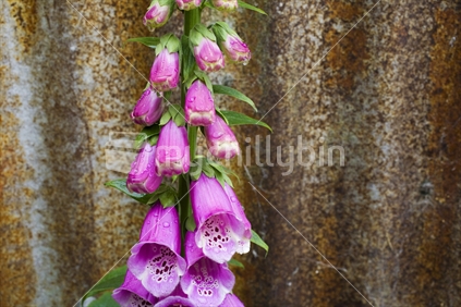 Bright pink foxgloves by a rusty iron shed