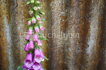 Bright pink foxgloves by a rusty iron shed