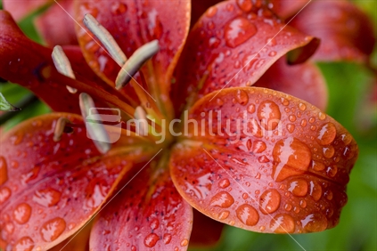 Close up of a brilliant red lily covered in rain drops