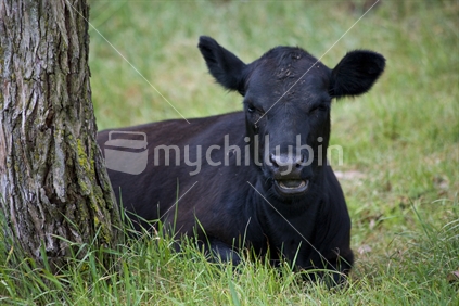 A black cow relaxing and chewing its cud in the shade of a tree