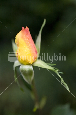 Closeup of a yellow & pink rosebud