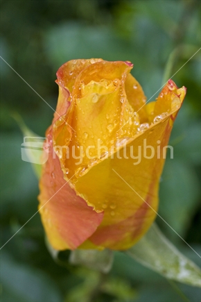 Closeup of a yellow rose bud with drops of dew