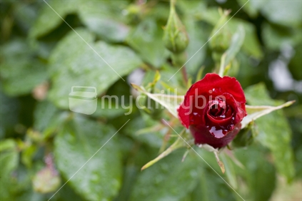 A red garden rose bud filled with dew