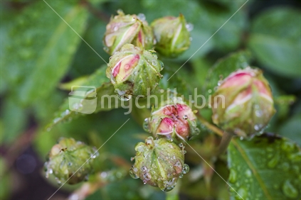 Large dew drops on rose buds