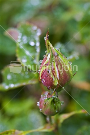 Large dew drops on a rose bud