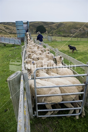 Shorn sheep rounded up to be loaded on a sheep truck