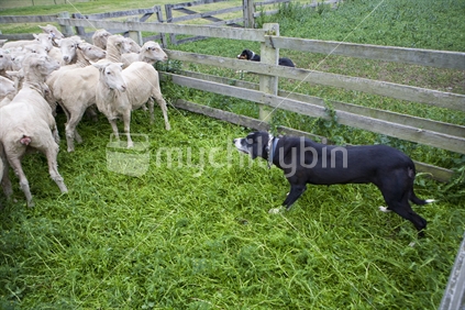 A sheepdog helps round up a pen of shorn sheep