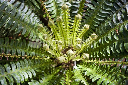 Fern fronds growing in a circle
