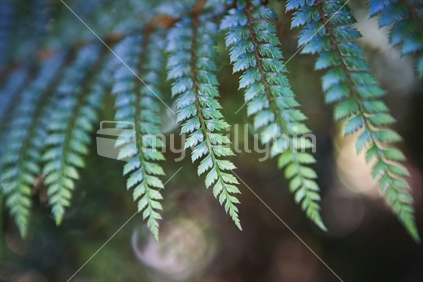 Delicate fern leaves