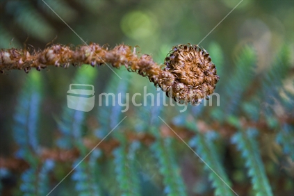 A delicate fern frond slowly unfurls