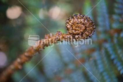 A delicate fern frond slowly unfurls